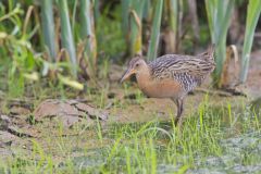 King Rail, Rallus elegans