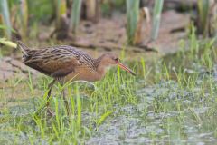 King Rail, Rallus elegans