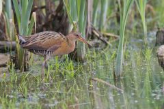 King Rail, Rallus elegans