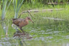 King Rail, Rallus elegans