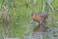 King Rail, Rallus elegans