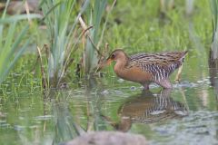 King Rail, Rallus elegans