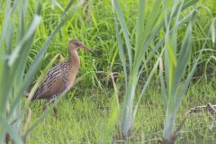 King Rail, Rallus elegans