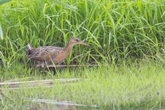 King Rail, Rallus elegans