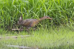 King Rail, Rallus elegans