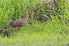 King Rail, Rallus elegans