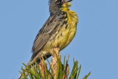 Kirtland's Warbler, Setophaga kirtlandii