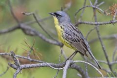 Kirtland's Warbler, Setophaga kirtlandii