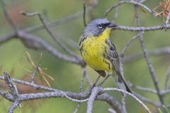 Kirtland's Warbler, Setophaga kirtlandii