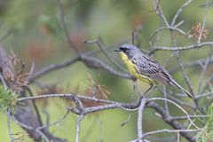 Kirtland's Warbler, Setophaga kirtlandii