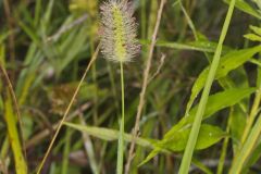 Knotroot Foxtail, Setaria parviflora