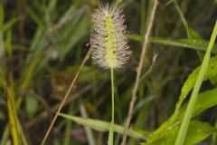 Knotroot Foxtail, Setaria parviflora