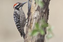 Ladderback Woodpecker, Dryobates scalaris