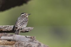 Ladderback Woodpecker, Dryobates scalaris