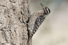 Ladderback Woodpecker, Dryobates scalaris