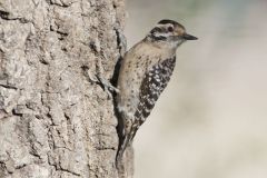 Ladderback Woodpecker, Dryobates scalaris