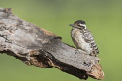 Ladderback Woodpecker, Dryobates scalaris