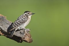 Ladderback Woodpecker, Dryobates scalaris