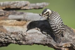 Ladderback Woodpecker, Dryobates scalaris