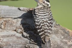 Ladderback Woodpecker, Dryobates scalaris