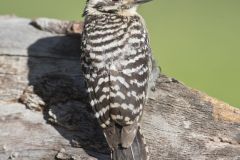 Ladderback Woodpecker, Dryobates scalaris