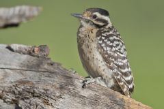 Ladderback Woodpecker, Dryobates scalaris