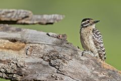 Ladderback Woodpecker, Dryobates scalaris