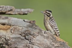 Ladderback Woodpecker, Dryobates scalaris