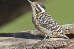 Ladderback Woodpecker, Dryobates scalaris