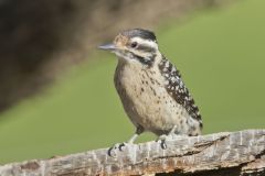 Ladderback Woodpecker, Dryobates scalaris