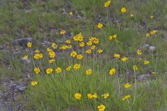 Lakeside Daisy, Tetraneuris herbacea