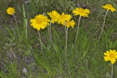 Lakeside Daisy, Tetraneuris herbacea