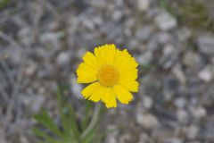 Lakeside Daisy, Tetraneuris herbacea