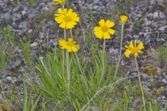 Lakeside Daisy, Tetraneuris herbacea