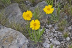 Lakeside Daisy, Tetraneuris herbacea