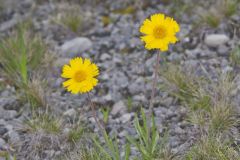 Lakeside Daisy, Tetraneuris herbacea