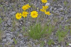 Lakeside Daisy, Tetraneuris herbacea