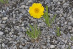 Lakeside Daisy, Tetraneuris herbacea