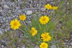 Lakeside Daisy, Tetraneuris herbacea