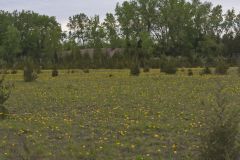 Lakeside Daisy, Tetraneuris herbacea