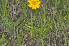 Lakeside Daisy, Tetraneuris herbacea