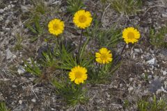 Lakeside Daisy, Tetraneuris herbacea