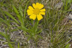 Lakeside Daisy, Tetraneuris herbacea