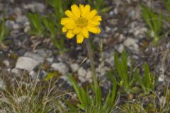 Lakeside Daisy, Tetraneuris herbacea