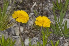 Lakeside Daisy, Tetraneuris herbacea