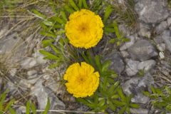 Lakeside Daisy, Tetraneuris herbacea