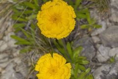 Lakeside Daisy, Tetraneuris herbacea