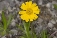 Lakeside Daisy, Tetraneuris herbacea