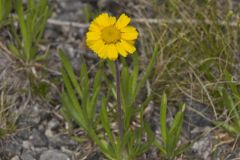 Lakeside Daisy, Tetraneuris herbacea