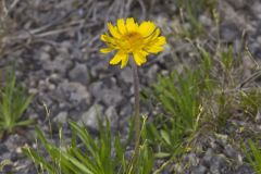 Lakeside Daisy, Tetraneuris herbacea